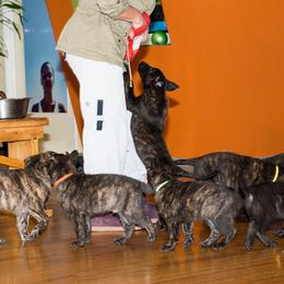 Dutch Shepherd Puppies from Sylviane Wildflower DSK (Dutch Shepherd Kennel)