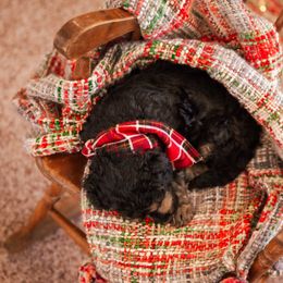 Poodle Puppies from Setting the Standard Poodles