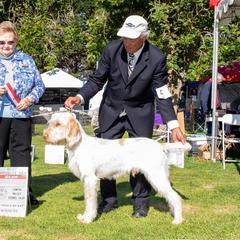 Spinone Italiano Puppies from Boe Dogs