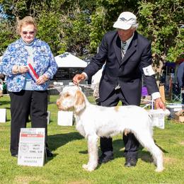 Spinone Italiano Puppies from Boe Dogs