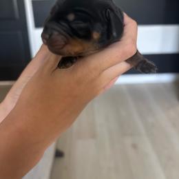 Minnie - Black and tan female Dachshund puppy in Tomball, Texas from Gutierrez House of Doxies