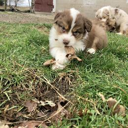 Australian Shepherd Puppies from Pine Grove Aussies