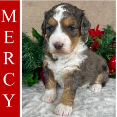 Australian Mountain Doodle and Bernedoodle Puppies from D and D’s Dandy Doodles