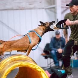 Belgian Malinois Puppies from Ak Hell Hounds