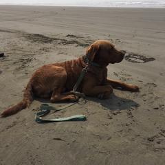 Chesapeake Bay Retriever Puppies from North River Chesapeakes