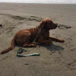 Chesapeake Bay Retriever Puppies from North River Chesapeakes