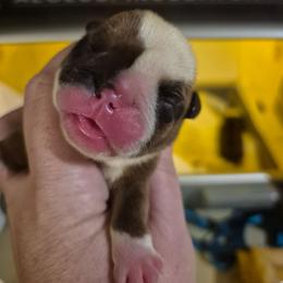 Hunter green - Red male Bulldog puppy in Walhalla, South Carolina from Lowery's English Bulldogs