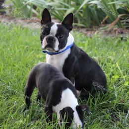Beagle and Boston Terrier Puppies from Marti Acres ~ Boston Terrier & Beagles