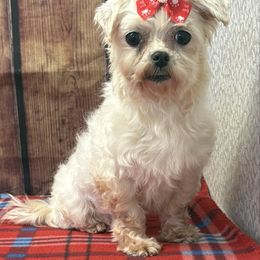 Crystal - White female Maltese puppy in Monticello, Iowa from Ashley’s Puppies
