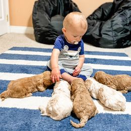 Cavapoo and Goldendoodle Puppies from Fitzdoodles