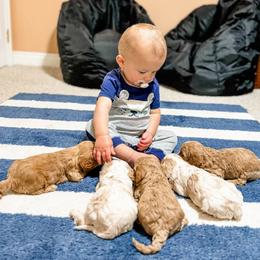 Cavapoo and Goldendoodle Puppies from Fitzdoodles