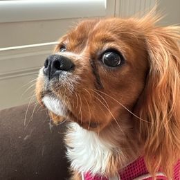 Julep - Cavalier King Charles Spaniel