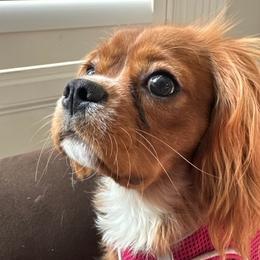 Julep - Cavalier King Charles Spaniel