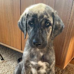 Anatolian Shepherd Dogs from Schmahl Family Farms