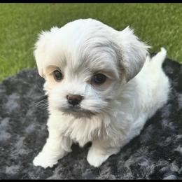 Mr Bojangles - White male Maltese puppy in Buckeye, Arizona from Casper’s maltese