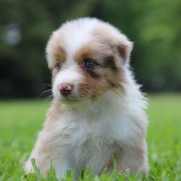 Dinah - Red merle female Australian Shepherd puppy in Star City, Arkansas from Blush & Lace Aussie Co.