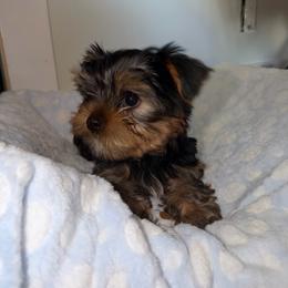 Boy 3 - Black and tan male Yorkshire Terrier puppy in Livermore, California from Ruben & Tatiana’s Yorkshire Terriers