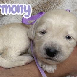 Harmony - Cream female Australian Labradoodle puppy in Upland, California from Kings Labradoodles