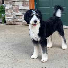 Juju - Bernedoodle