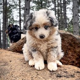 Miniature American Shepherd and Miniature Australian Shepherd Puppies from Whiskeytown Aussies