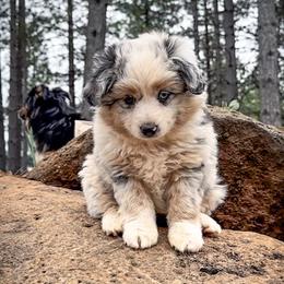 Miniature American Shepherd and Miniature Australian Shepherd Puppies from Whiskeytown Aussies