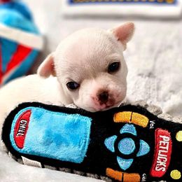 Chihuahua Puppies from Summit Chihuahuas