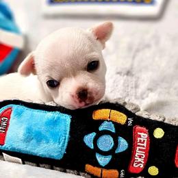 Chihuahua Puppies from Summit Chihuahuas