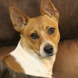 Teddy Roosevelt Terrier All Grown Up from Barnett’s Rambling Terriers