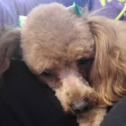 Poodles from Debra's Poodles