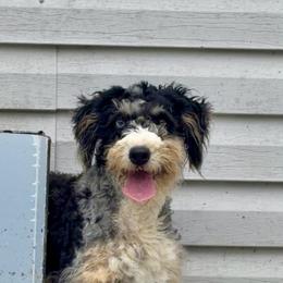 Willow - Bernedoodle