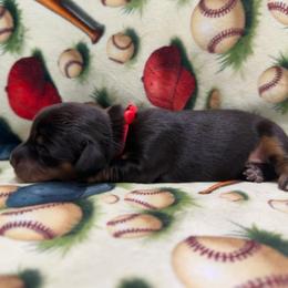 AKC Red Collar - Black and tan male Dachshund puppy in Cottonwood, California from Circle C Farm