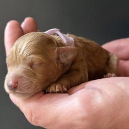 Purple Girl (Name TBD) - Apricot female Goldendoodle puppy in Gig Harbor, Washington from Nuttall's Goldendoodles
