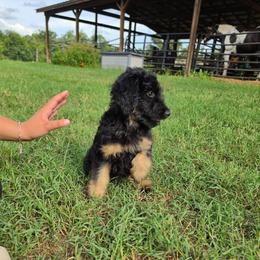 Cashew - Black tri-color male Aussiedoodle puppy in Lithia, Florida from Waterford Doodle Farm