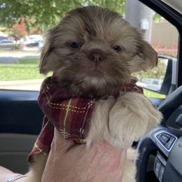 Shih Tzu Puppies from LaDawn’s Little Lions