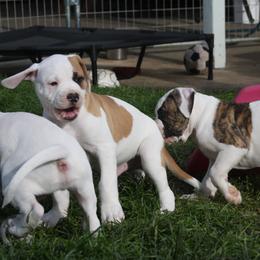 American Bulldog Puppies from Ferocia Kennels
