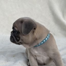 French Bulldog Puppies from Fabi's French Bulldogs