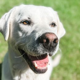 Titan - Labrador Retriever