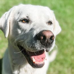 Titan - Labrador Retriever
