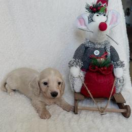 Logan   CKC registered - Cream male Dachshund puppy in Palestine, Texas from Oak tree Dachshunds