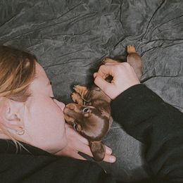 Dachshund Puppies from SouthernMama Doxies