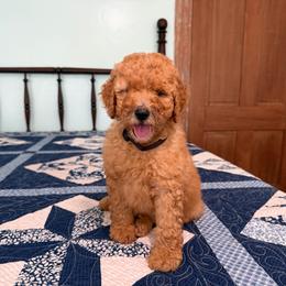 Martha Washington - Red  female Poodle puppy in Fairfield, North Carolina from Leaning T Ranch