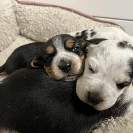 Ember - Black tan and white female Beagle puppy in Jasper, Texas from Beech Grove Beagles