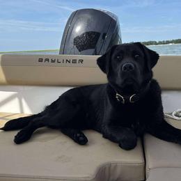 Australian Cattle Dogs, Dachshunds, and Labrador Retrievers from Fox Hill Farm & K9
