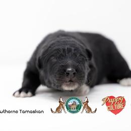 Blue collar - Black gray agouti male Tamaskan puppy in Greater Harrisburg Area, Pennsylvania from Hawthorne Tamaskan