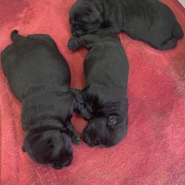 Wilma Flintstone - Black female Labrador Retriever puppy in Maynardville, Tennessee from Three Bears Labradors