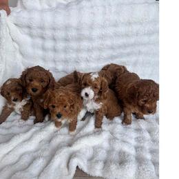 Goldendoodle Puppies from Lady's Liberty Litter