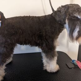 Miniature Schnauzers from Menage Miniatures