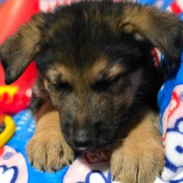 Rollo - Black and tan male German Shepherd puppy in Leon, West Virginia from Heart2Heart Kennels