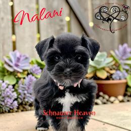 Nalani AKC - Black and silver female Miniature Schnauzer puppy in Pelzer, South Carolina from Schnauzer Heaven Von Longbach