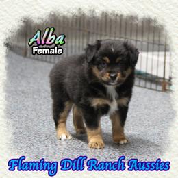 Alba - Black tri female Miniature Australian Shepherd puppy in Forestburg, Texas from Flaming Dill Ranch Aussies